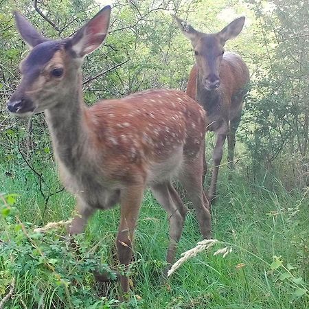 לינה וארוחת בוקר Saugirard Domaine Des Bois Argentes מראה חיצוני תמונה