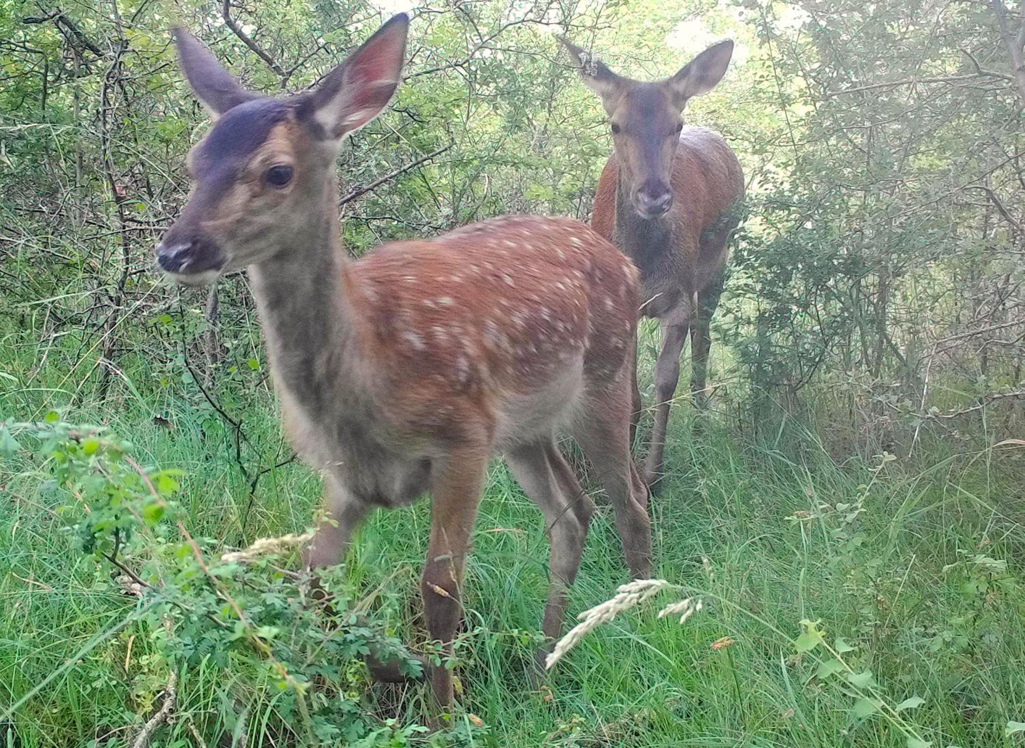 לינה וארוחת בוקר Saugirard Domaine Des Bois Argentes מראה חיצוני תמונה